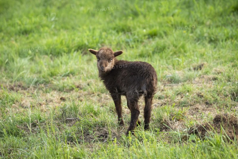 A small brown lamb stands in a meadow. Ouessant sheep (Breton dwarf sheep)