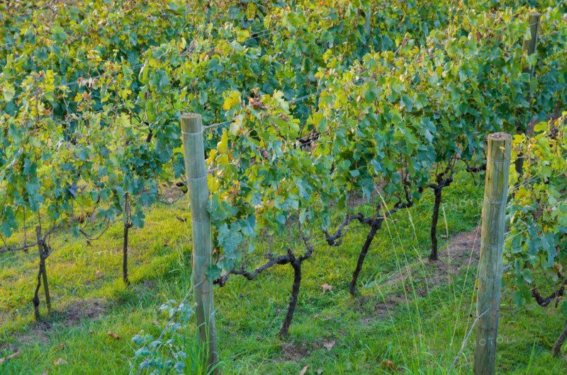 Vineyard of grapes in the Vale dos Vinhedos in Bento Goncalves, a gaucho wine