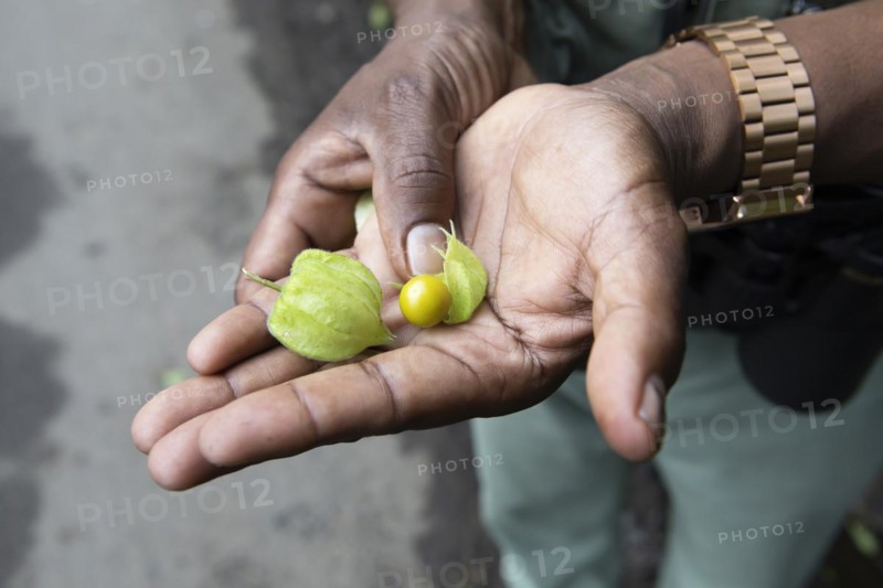 Men's hands showing a Physalis fruit or bladder cherry or Andean berry, Kerala, India, Asia