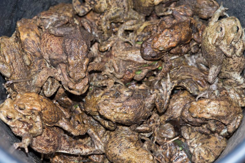 Crowded Common toads (Bufo Bufo), males, females, pairs in amplexus and single animals in a bucket dug into the ground next to an amphibian fence, protective fence, barrier, amphibians trying to escape from the bucket, protection, rescue, amphibian migration, toad fence, toad migration, species protection, animal welfare, mating, behaviour, danger, close-up, caught, trap, Lower Saxony, Germany, Europe