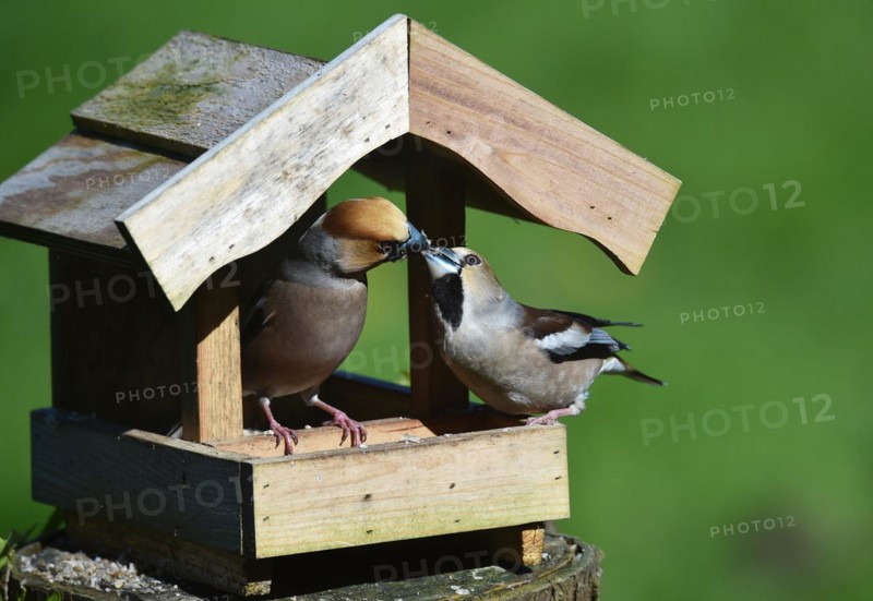 Hawfinch (Coccothraustes coccothraustes) during mating feeding in the bird house in spring