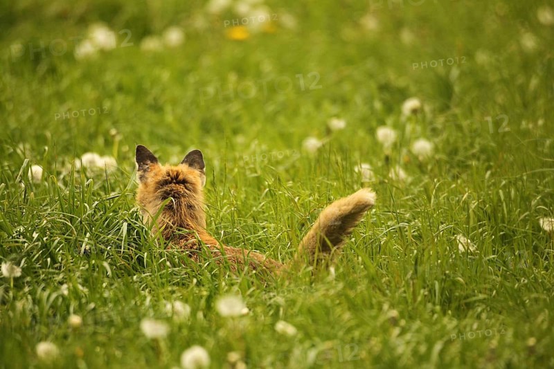 Fox (Vulpes vulpes) looking for fawns (Capreolus capreolus) in tall grass with faded common dandelion (Taraxacum) Allgaeu, Bavaria, Germany, Europe