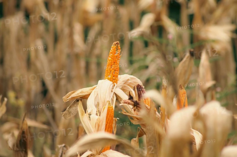 Dried corn cobs with kernels in focus amidst a field