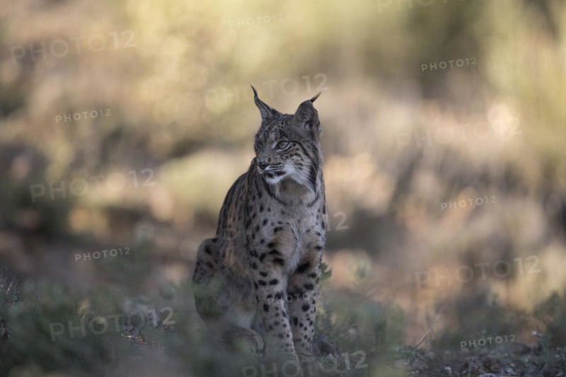 Iberian lynx male, Iberian lynx (Lynx pardinus), Extremadura, Castilla La Mancha, Spain, Europe