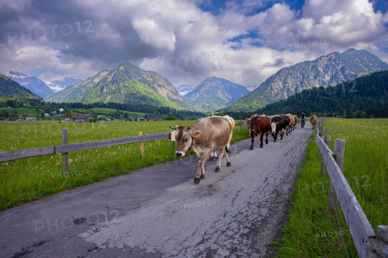 Cows are driven from the pasture into the barn in the evening, Loretto Wiesen, near Oberstdorf, Allgaeu, Bavaria, Germany, Europe