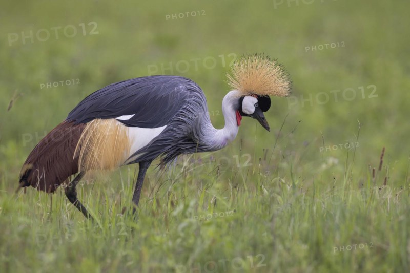 Crowned crane (Balearica regulorum), Ngorongoro Crater, Tanzania, Africa