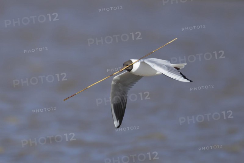 Black headed gull (Chroicocephalus ridibundus) adult bird in flight carrying nesting material in its beak, England, United Kingdom, Europe