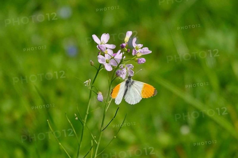 Orange tip butterfly, Spring, Germany, Europe