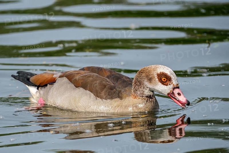 Egyptian geese (Alopochen aegyptiaca) in the River Main, Offenbach am Main, Hesse, Germany, Europe