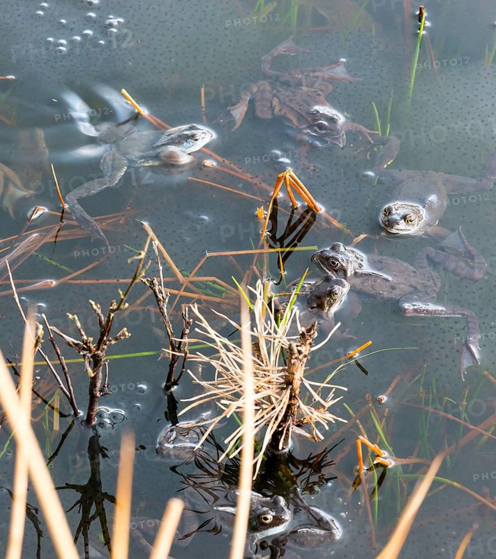 Common frog (Rana temporaria), amphibian of the year 2018, several frogs swimming in a pond with fresh spawning balls during mating season, a pair, male, female animal mating in clasping grip (Amplexus axillaris), surrounded by some stalks and twigs of plants, rushes and reeds in a pond, frog spawn, motion blur, wiping effect, behaviour, reproduction, metamorphosis, Lueneburg Heath, Lower Saxony, Germany, Europe