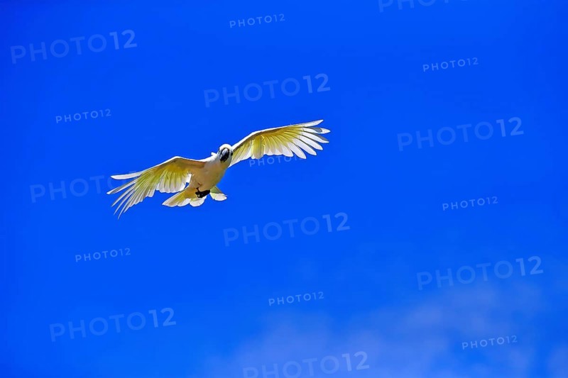 Little corella (Cacatua sanguinea), adult, flying, captive, Australia, Oceania