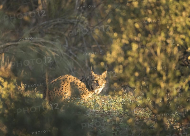 Pardell Lynx female, Iberian Lynx (Lynx pardinus), Extremadura, Castilla La Mancha, Spain, Europe