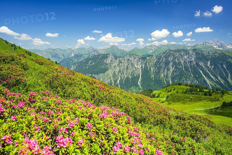 Alpine rose blossom, panorama from Fellhorn, behind it the Allgaeu Alps, Allgaeu, Bavaria, Germany, Europe