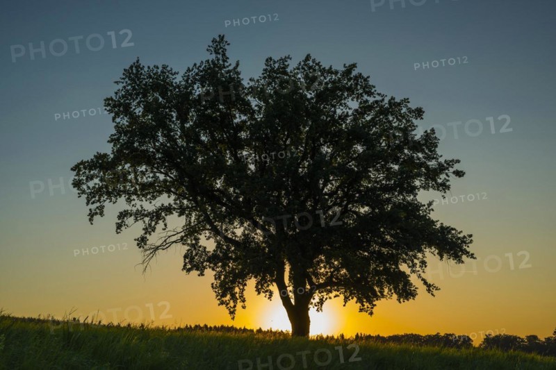 Old English oak (Quercus robur), Swabian Alb, Baden-Wuerttemberg, Germany, Europe