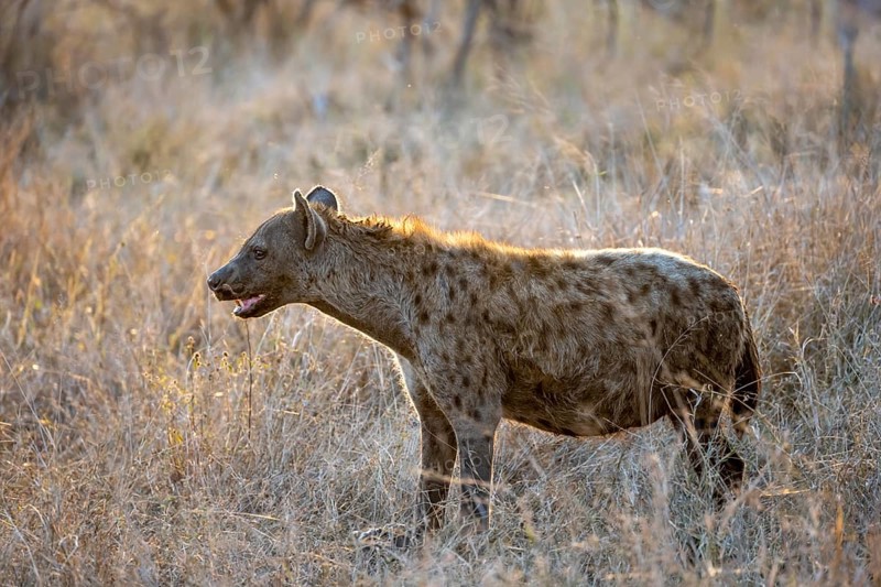 Spotted hyenas (Crocuta crocuta), adult female animal in high grass in the evening light, Kruger National Park, South Africa, Africa
