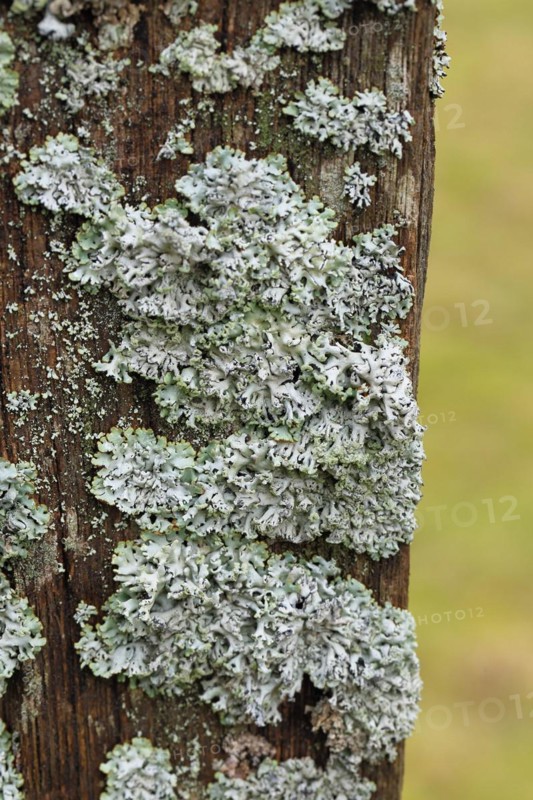 Lung lichen (Lobaria pulmonaria) growing on dead wood, Wilnsdorf, North Rhine-Westphalia, Germany, Europe