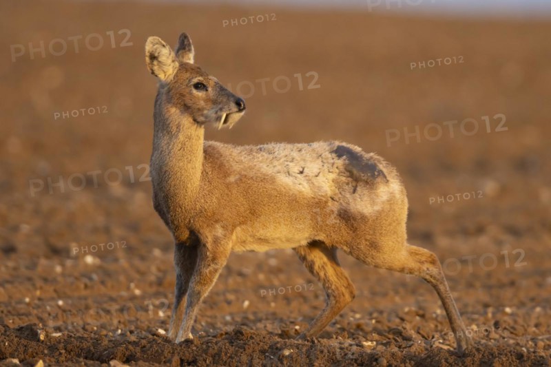 Chinese water deer (Hydropotes inermis) adult animal standing in a ploughed farmland field, England, United Kingdom, Europe