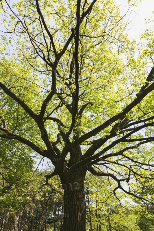 Backlit and silhouetted Quercus rubra, 'Northern Red' Oak tree in spring, Montreal Botanical Garden, Quebec, Canada, North America