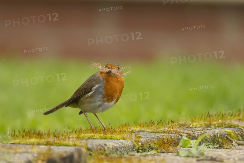 European robin (Erithacus rubecula) adult bird with nesting material in its beak on a garden patio, England, United Kingdom, Europe