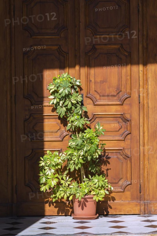 Green plant in terracotta planter in front of wooden entrance door at St-Peter's Church, Jaffa, Israel, Asia