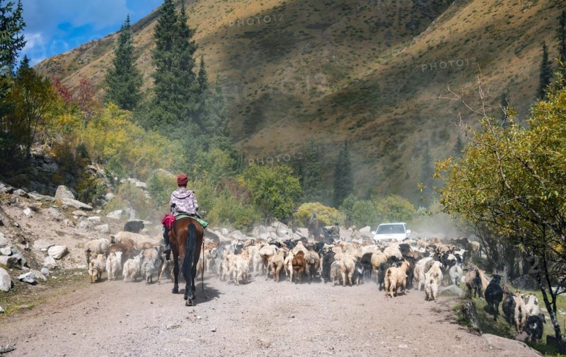Riders driving a large flock of sheep on the road, Karkyra valley, Tuep rayon, Kyrgyzstan, Asia