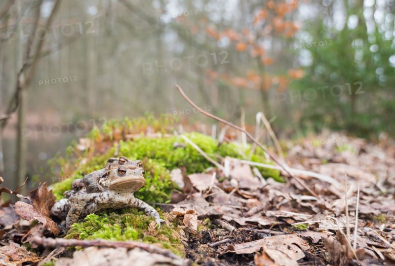 Two mating Common toads (Bufo Bufo), male, female animal, pair on moss, migration to spawning water, clutch (Amplexus axillaris), well camouflaged between old leaves, forest and spawning water in the background, spring migration, amphibian migration, toad migration, species protection, mating, mating behaviour, sex, reproduction, couple, behaviour, piggyback, carry, double-decker, transport, embrace, camouflage, camouflage colour, macro shot, close-up, Bockelsberg ponds, Lueneburg, Lower Saxony, Germany, Europe