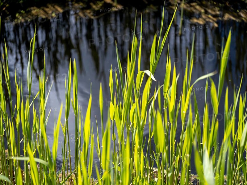 Grasses at a ditch at the natural beach Hilgenriedersiel at the North Sea coast in East Frisia, Hilgenriedersiel, Lower Saxony, Germany, Europe