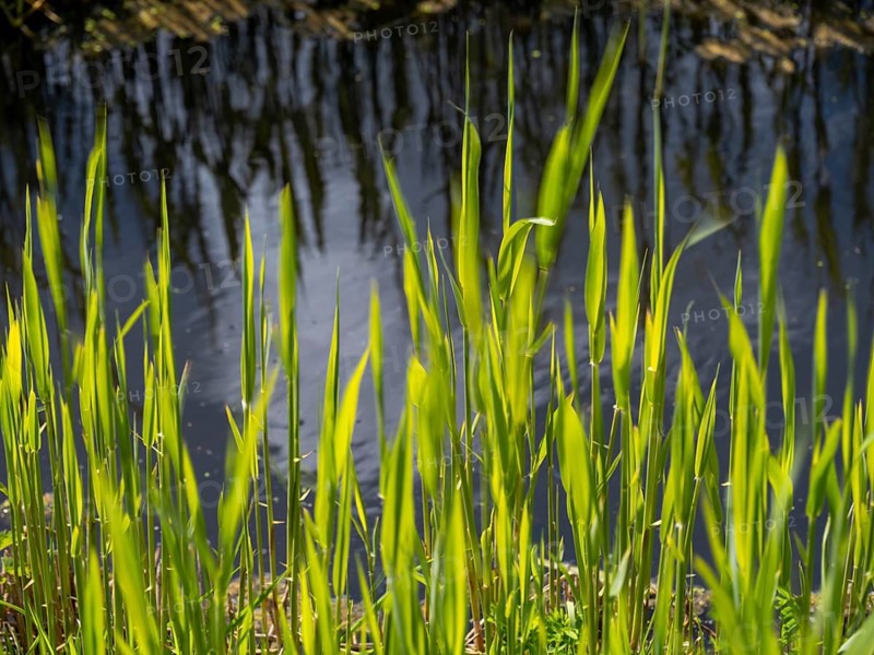 Grasses at a ditch at the natural beach Hilgenriedersiel at the North Sea coast in East Frisia, Hilgenriedersiel, Lower Saxony, Germany, Europe