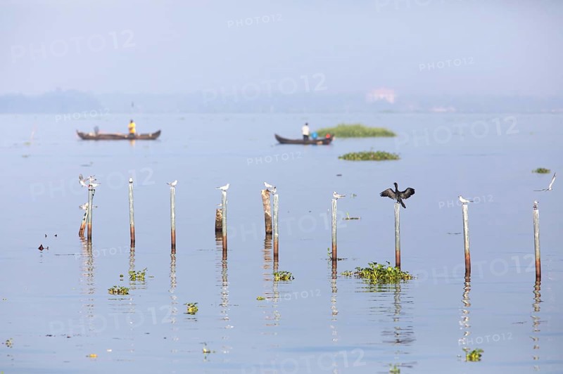 Great Cormorant (Phalacrocorax carbo) and Whiskered Terns (Chlidonias hybrida) perched on poles in Kerala's backwaters, small fishing boats behind, Kumarakom, Kerala, India, Asia