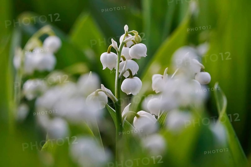 Lily of the valley, Germany, Europe