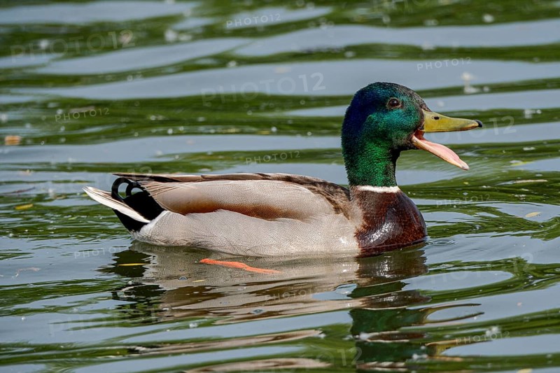 Male Mallard (Anas platyrhynchos) with open beak on the River Main, Offenbach am Main, Hesse, Germany, Europe