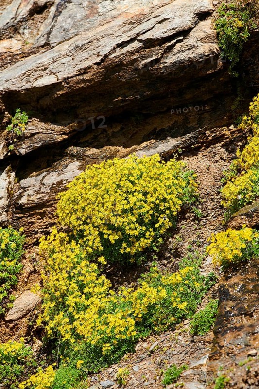 Yellow mountain saxifrage (Saxifraga aizoides) blooming in the mountains at Hochalpenstrasse, Pinzgau, Salzburg, Austria, Europe