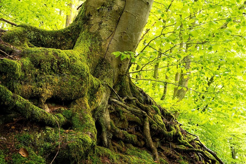 Trunk and root system of a Beech in a mixed forest. Neckargemuend, Kleiner Odenwald, Baden-Wuerttemberg, Germany, Europe