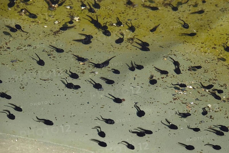 Tadpoles in a pond, April, Germany, Europe
