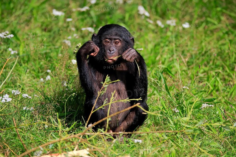 Bonobo, bonobo (Pan Paniscus), young animal, feeding, sitting, meadow, Great ape, Primate, chimpanzee, captive