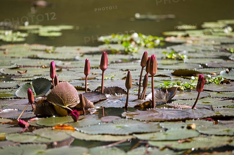 Nymphaea pubescens or hairy water lily or pink water lily, Backwaters, Kerala, India, Asia