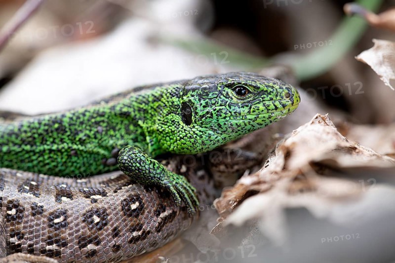 Sand lizard (Lacerta agilis), male on female animal in close-up, Wahner Heide nature reserve, North Rhine-Westphalia, Germany, Europe