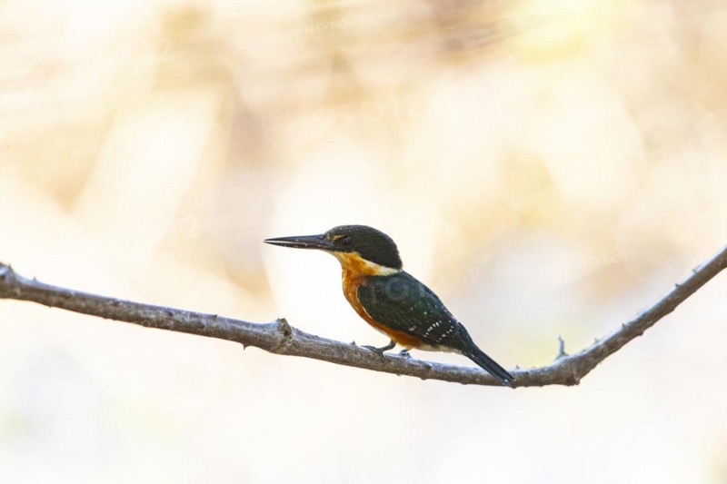 Two-coloured Kingfisher (Chloroceryle india) Pantanal Brazil