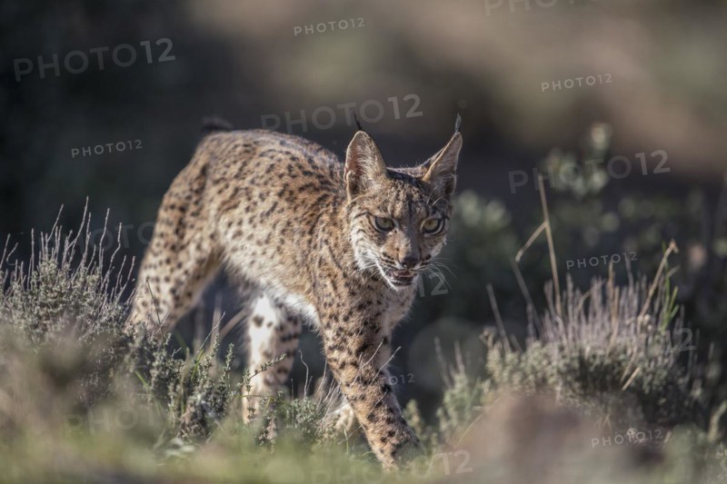 Iberian lynx young animal, Iberian lynx (Lynx pardinus), Extremadura, Castilla La Mancha, Spain, Europe