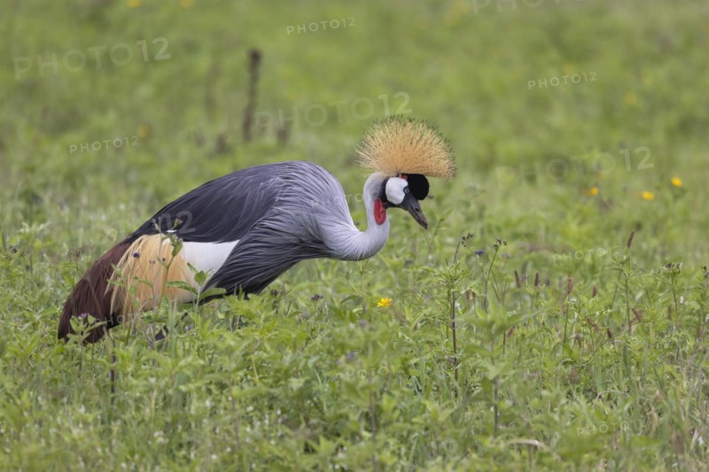 Crowned crane (Balearica regulorum), Ngorongoro Crater, Tanzania, Africa