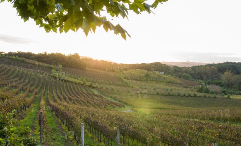 Vineyard of grapes in the Vale dos Vinhedos in Bento Goncalves, a gaucho wine