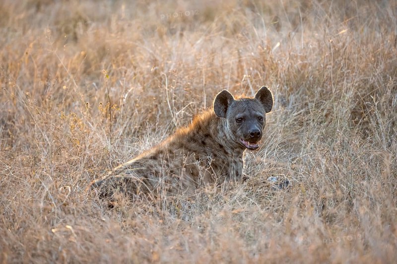 Spotted hyenas (Crocuta crocuta), adult female animal sitting in high grass in the evening light, Kruger National Park, South Africa, Africa