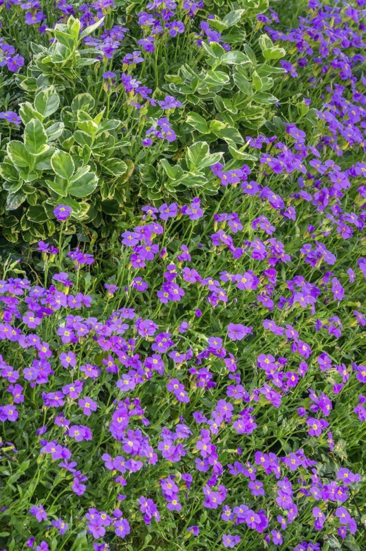 Aubrieta (Aubrieta), Allgaeu, Swabia, Bavaria, Germany, Europe