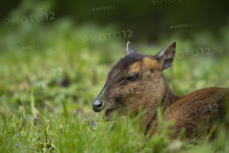 Muntjac deer (Muntiacus reevesi) adult animal sitting in grassland, Norfolk, England, United Kingdom, Europe