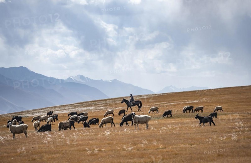 Nomadic life on a plateau, shepherd on horse, flock of sheep, dramatic high mountains, Tian Shan Mountains, Jety Oguz, Kyrgyzstan, Asia