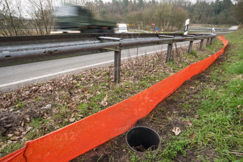 Common toads (Bufo Bufo) in a bucket buried in the ground next to an amphibian fence in the colour orange, protective fence, barrier next to a busy road with crash barrier and delineator, exit of an motorway, moving vehicles, transporter, truck, truck passes by, motion blur, wipe effect, protection, rescue, amphibian migration, toad fence, toad migration, species protection, animal welfare, behaviour, danger, caught, trap, Lower Saxony, Germany, Europe