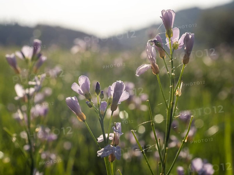 Meadowfoam (Cardamine pratense), Leoben, Styria, Austria, Europe