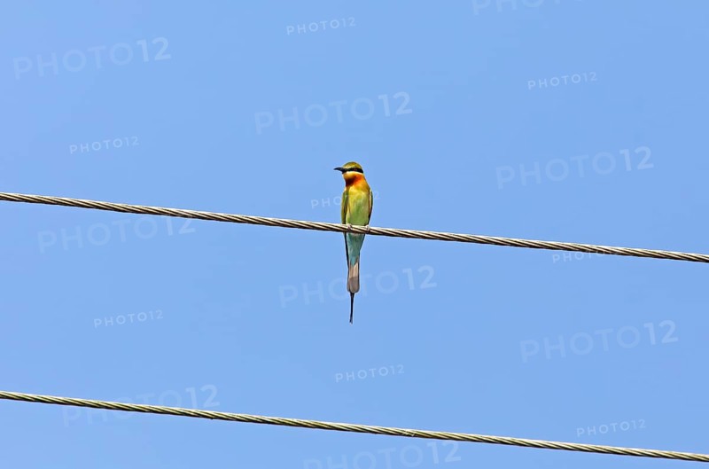 Blue-tailed bee-eater (Merops philippinus) against a blue sky, backwaters, Kumarakom, Kerala, India, Asia