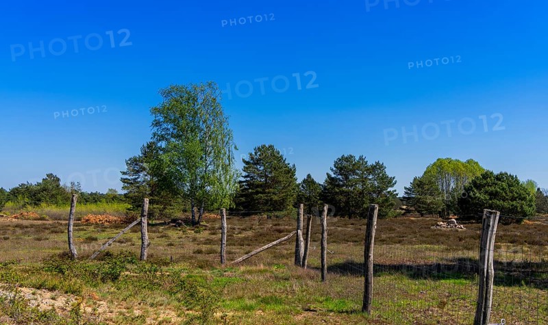 Schoenower Heide nature reserve, Schoenow, Brandenburg, Germany, Europe