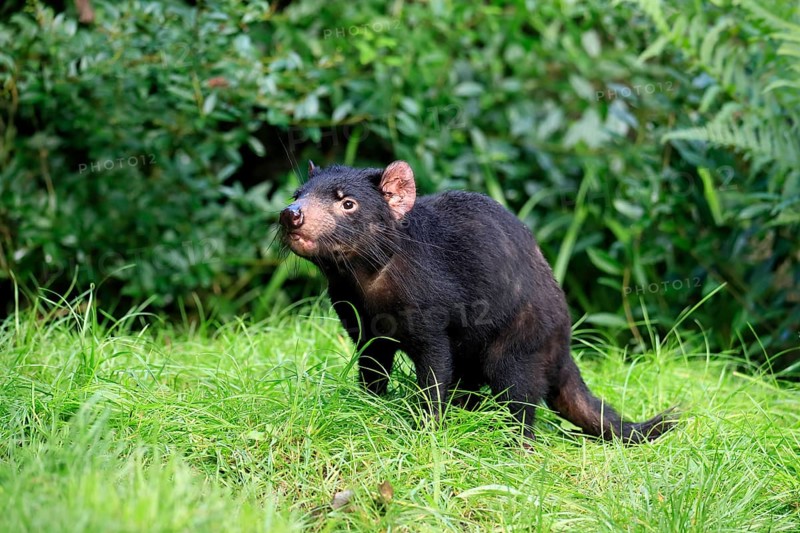 Tasmanian devil (Sarcophilus harrisii), adult, vigilant, running, captive, Tasmania, Australia, Oceania